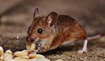 24 Hour & Emergency Exterminators in Williston, ND